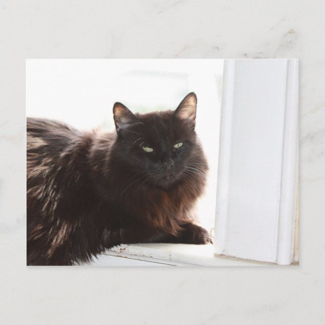 Carte Postale Louie (Devant)