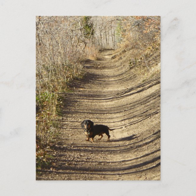 Carte Postale Louie le Dachshund Marcher à l'automne (Devant)