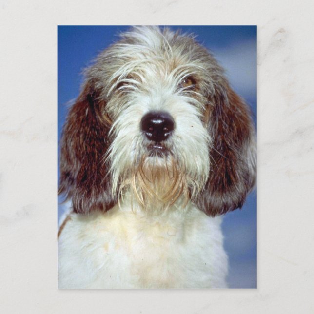 Carte Postale Louis""" Petit Basset Griffon de Vendeen (Devant)