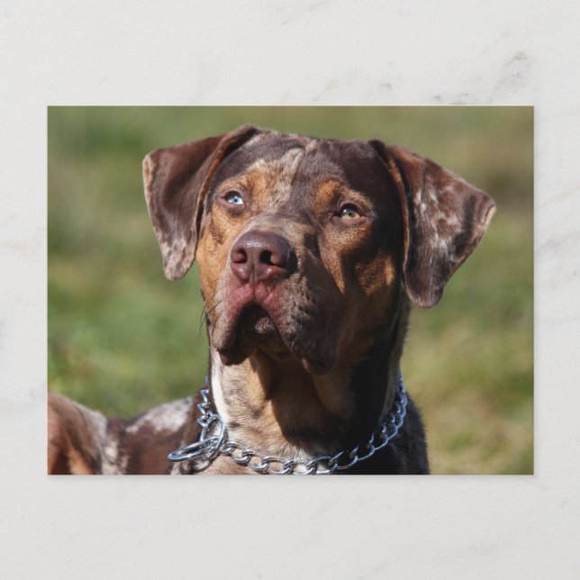 Carte Postale louisiana catahoula leopard (Devant)
