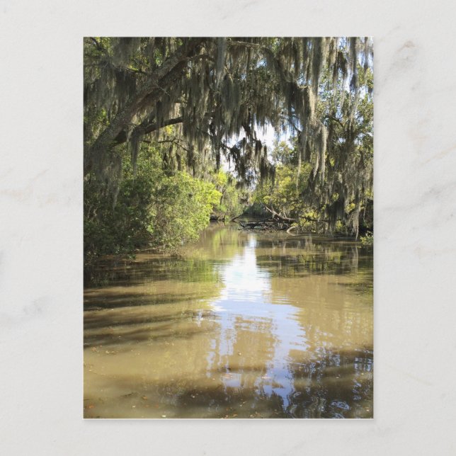 Carte Postale Louisiane Bayou (Devant)