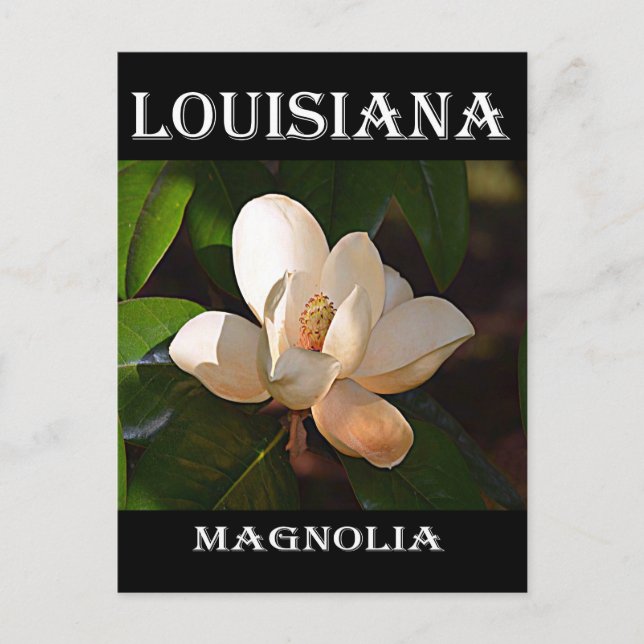Carte Postale Louisiane Magnolia (Devant)