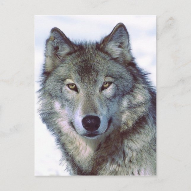 Carte Postale Loup (Devant)