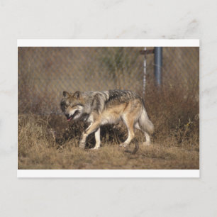 Carte Postale Loup