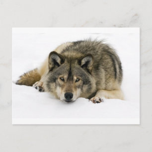 Carte Postale Loup