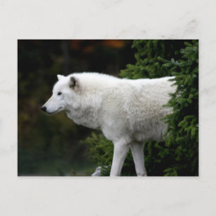 Carte Postale Loup
