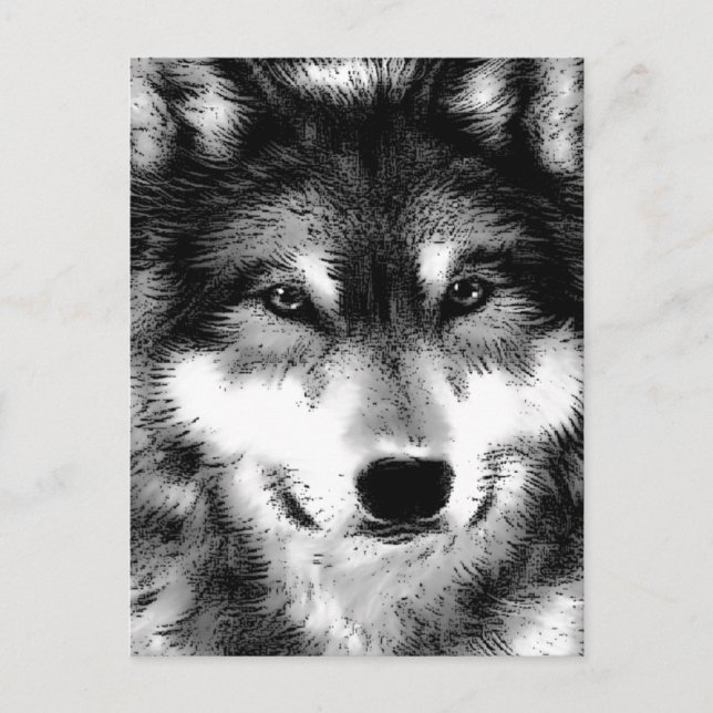 Carte Postale Loup (Devant)