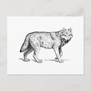 Carte Postale Loup