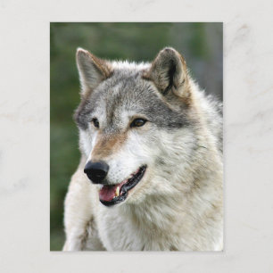Carte Postale Loup