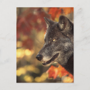 Carte Postale Loup 2