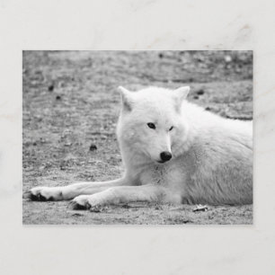 Carte Postale Loup arctique - loup blanc