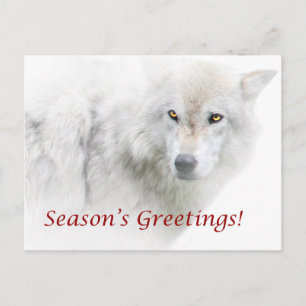 Carte postale Loup blanc Bonnes Fêtes