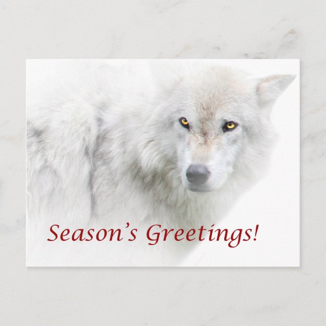 Carte postale Loup blanc Bonnes Fêtes (Devant)