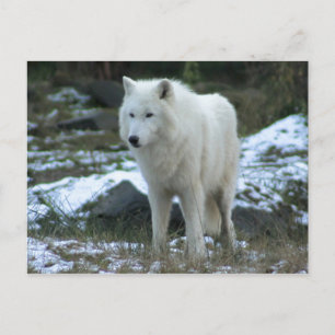 Carte Postale Loup blanc en hiver
