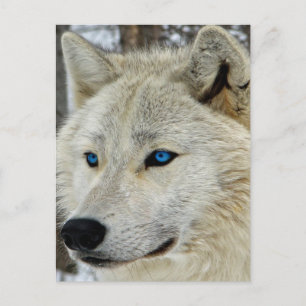 Carte postale Loup Blanc Oeil Bleu