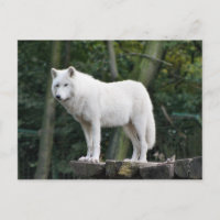 Loup blanc sauvage