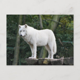 Carte Postale Loup blanc sauvage
