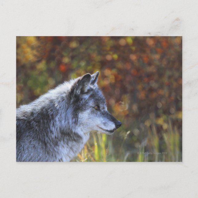 Carte Postale Loup (Canis Lupus) (Devant)