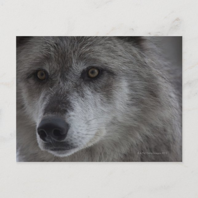 Carte Postale Loup (Canus lupus) du Yellowstone National (Devant)
