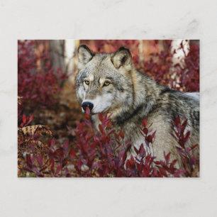 Carte Postale Loup dans l'affaire Foliage
