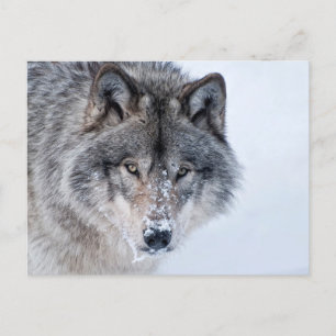 Carte Postale Loup de bois