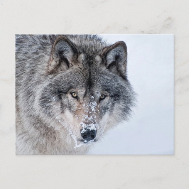 Carte Postale Loup de bois (Devant)