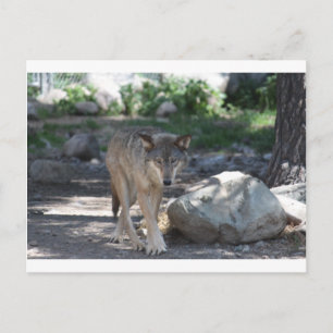 Carte Postale Loup de bois