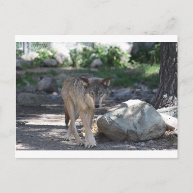 Carte Postale Loup de bois (Devant)