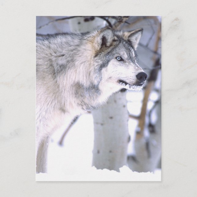 Carte Postale Loup de bois, Canis lupus, Animal de cinéma Utah) (Devant)