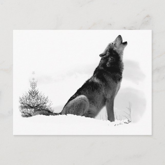 Carte postale Loup de bois de l'Alaska (Devant)