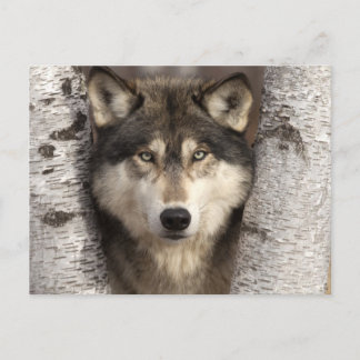 Carte Postale Loup de bois par Jim Zuckerman