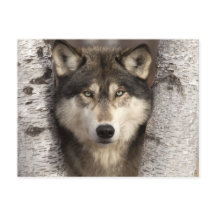 Loup de bois par Jim Zuckerman
