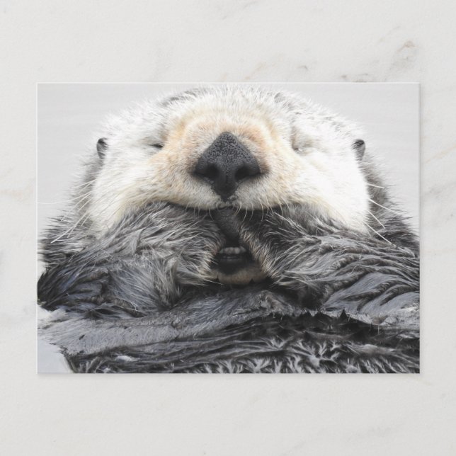 Carte Postale Loup de mer couché (Devant)
