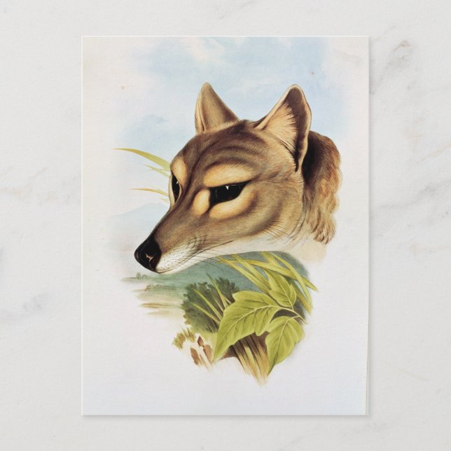 Carte Postale Loup de Tasmanie ou tigre (Devant)