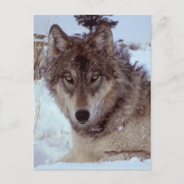 Carte Postale Loup de Yellowstone (Devant)