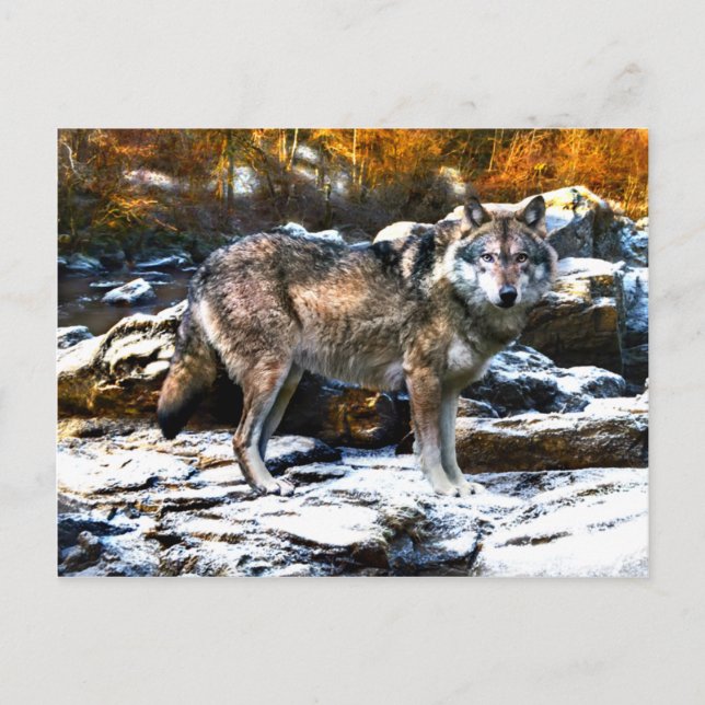 Carte Postale "Loup en hiver" (Devant)