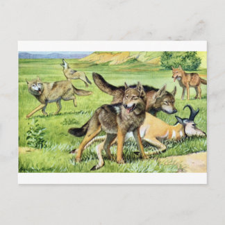 Carte Postale loup et coyote