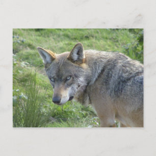 Carte Postale Loup européen