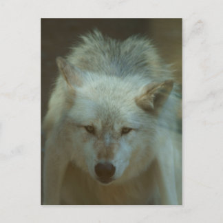 Carte postale Loup gris