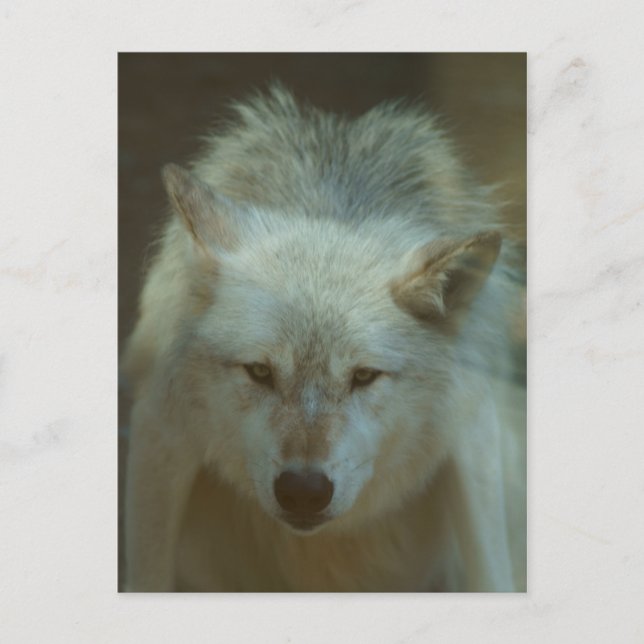 Carte postale Loup gris (Devant)