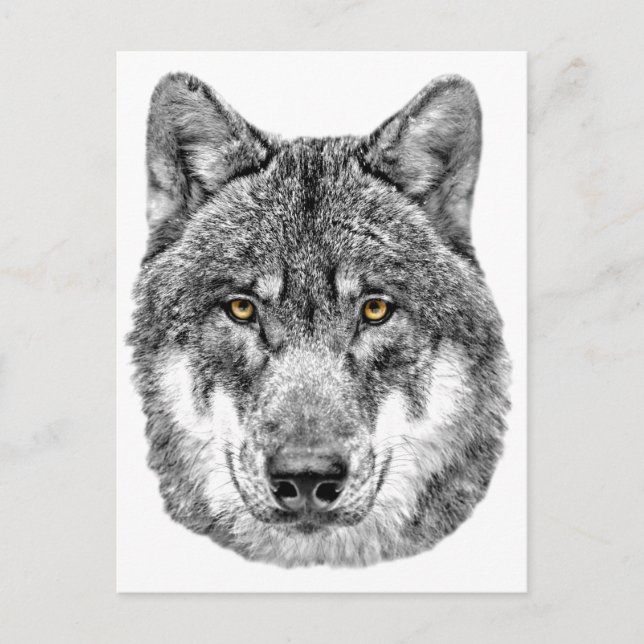 Carte Postale Loup gris (Devant)