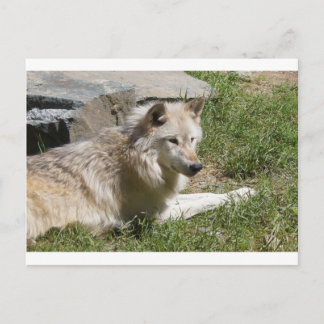 Carte postale Loup gris