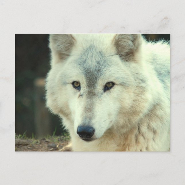 Carte postale Loup gris (Devant)