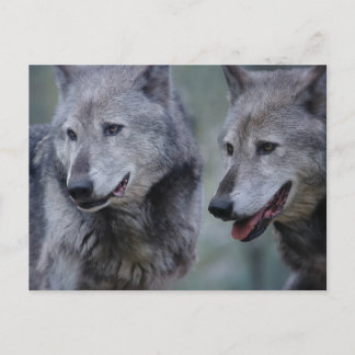Carte Postale Loup gris