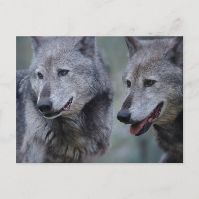 Carte Postale Loup gris (Devant)