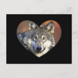 Carte Postale Loup gris