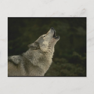 Carte Postale Loup Gris