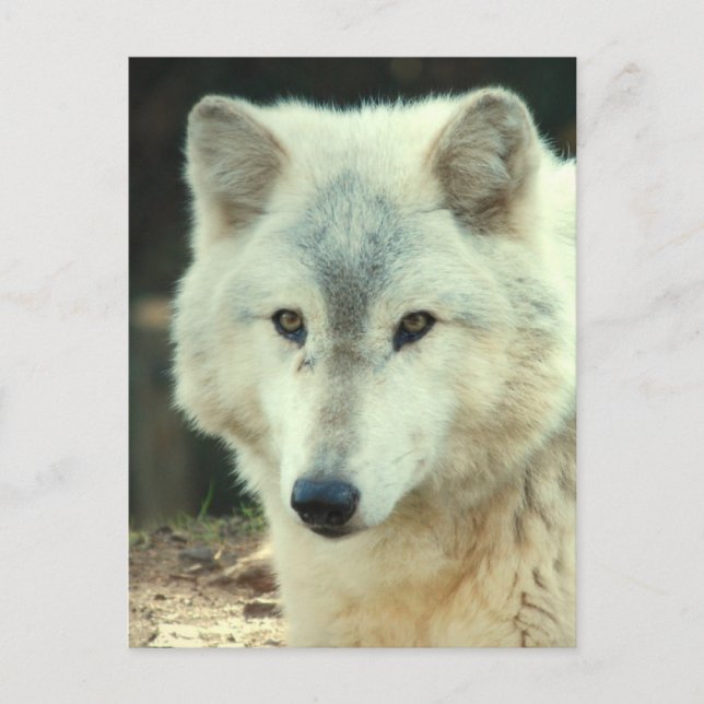 Carte postale Loup gris (Devant)