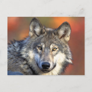 Carte postale Loup gris