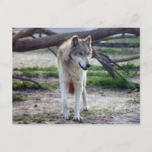 Carte Postale loup-gris-13